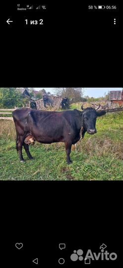 Корова стельная дойная