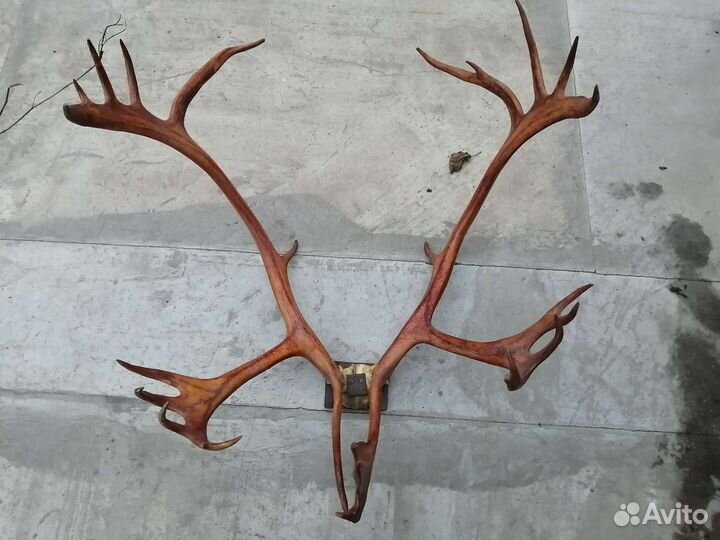 Рога оленя