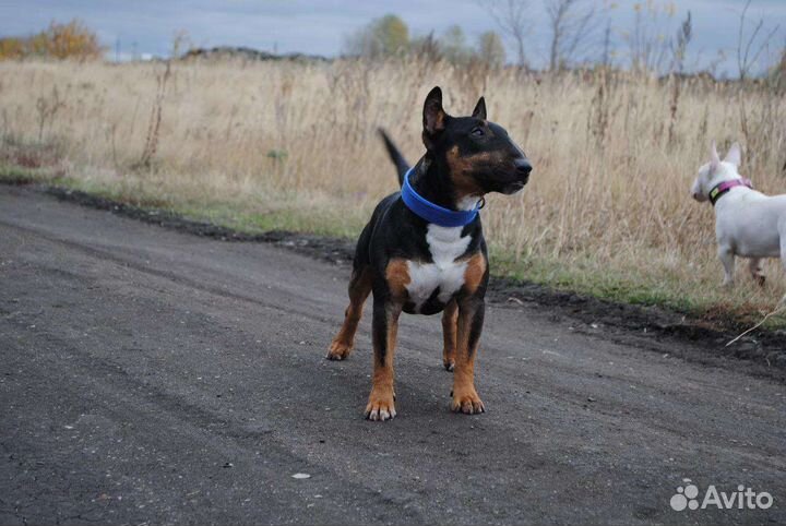 Вязка/щенки. Миниатюрный бультерьер