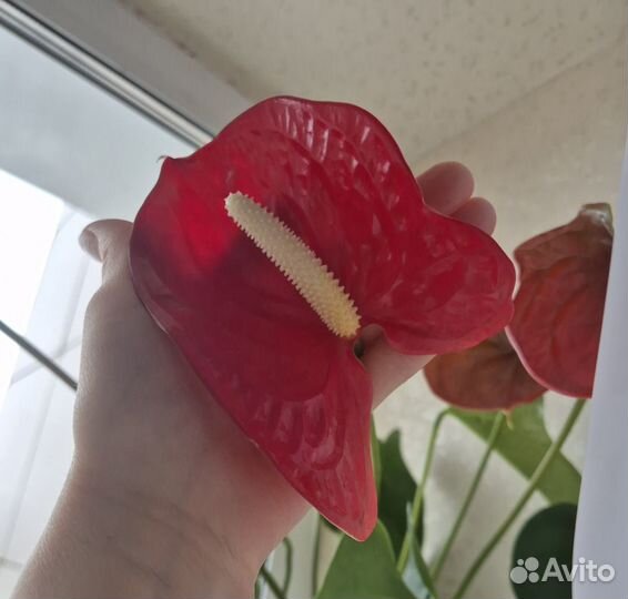 Комнатные цветы антуриум