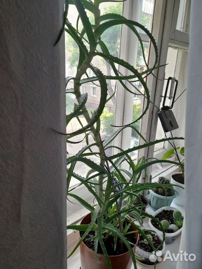 Алоэ лечебный