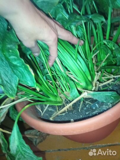 Комнатные растения, доллар. дерево- замиокулькас