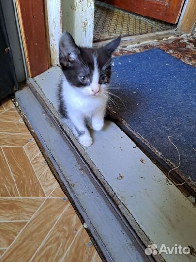 Котята-метисы в добрые руки