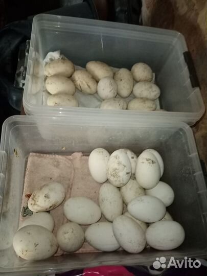 Инкубационное яйцо гусиное