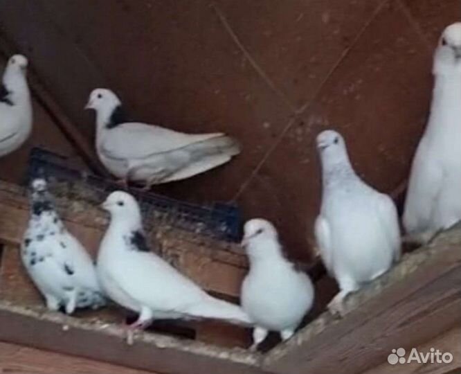 Продам голубей породы гривуны
