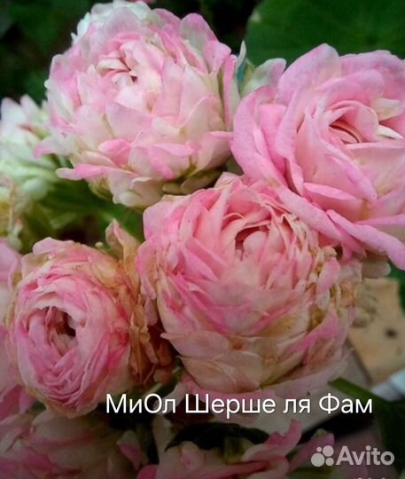 Пеларгония коллекционные сорта