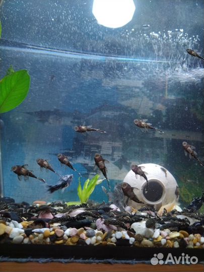 Сомики анциструсы