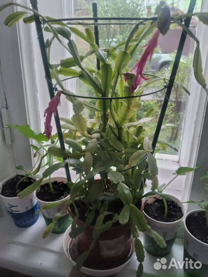 Продаю декабрист