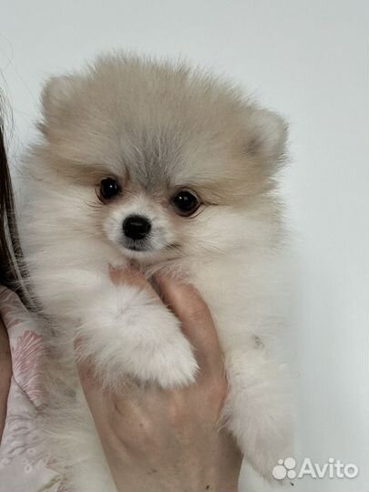 Померанский шпиц мини девочка