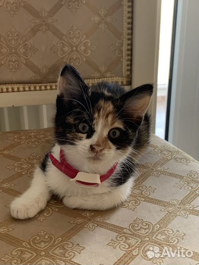 Кошка в дар бесплатно
