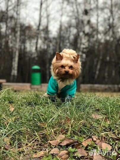 Йоркширский терьер