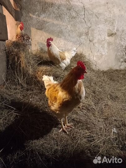 Петухи домашние