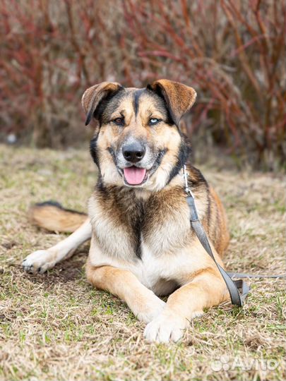 Собаке очень нужен дом