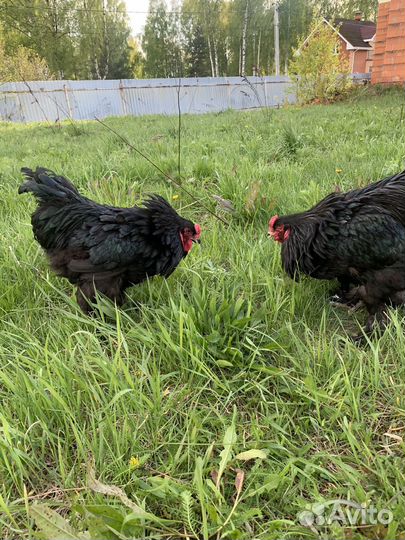 Петух брама