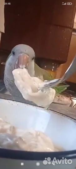 Супер ручной квакер разговаривает