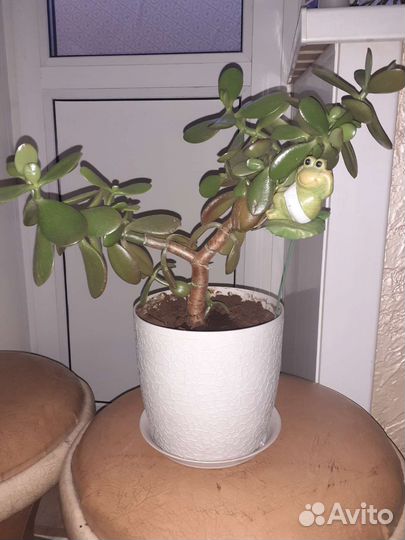 Толстянка (денежное дерево)