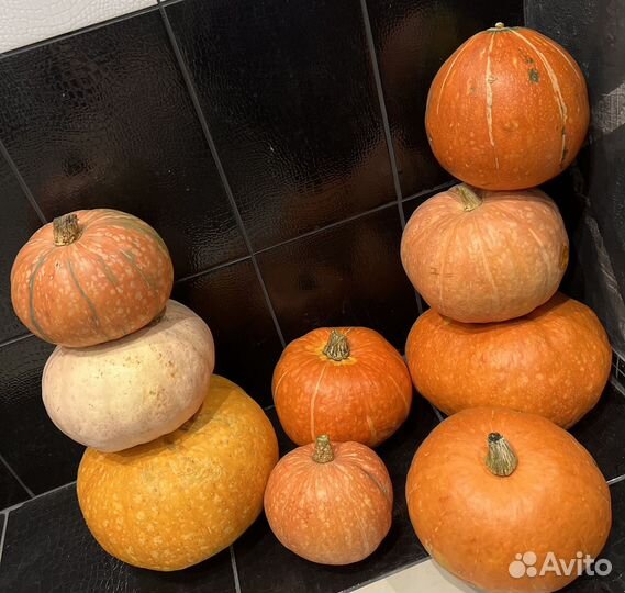 Тыква домашняя разных сортов
