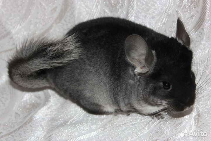 Белые и черные шиншиллы