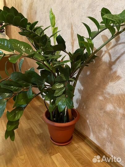 Замиокулькас