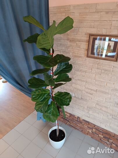 Фикус лирата крупномер 2,5м