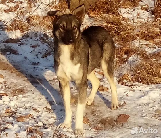 Хороший пёс