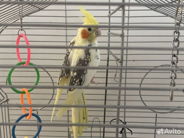 Попугай корелла мальчик