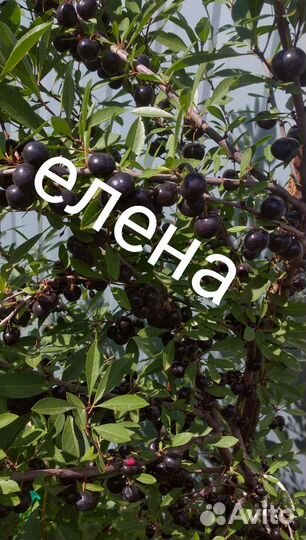 Вишня бессея(три сортотипов)