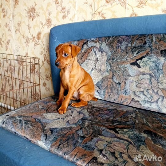 Цвергпинчер