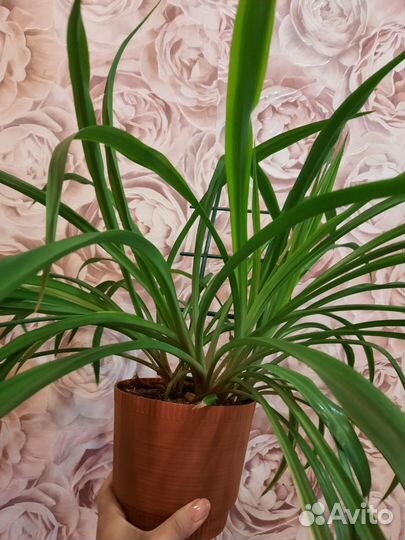 Хлорофитум