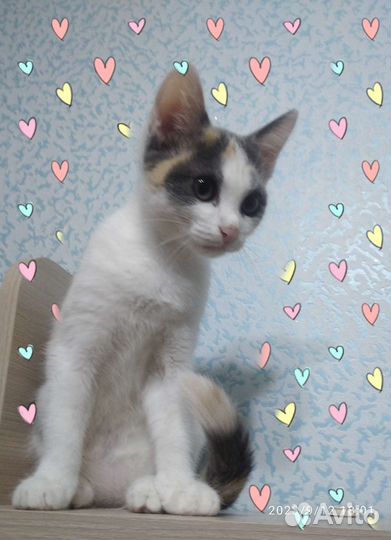 Кошки