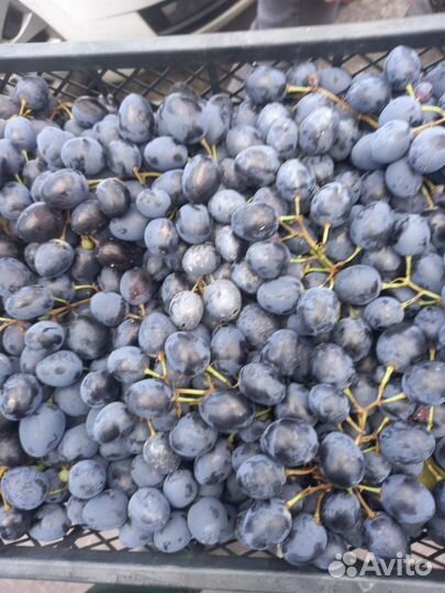 Овощи и фрукты оптом