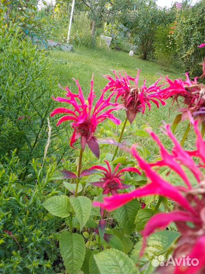 Хризантемы корейские, монарда красная