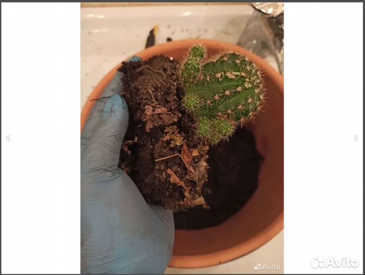 Кактус для связи