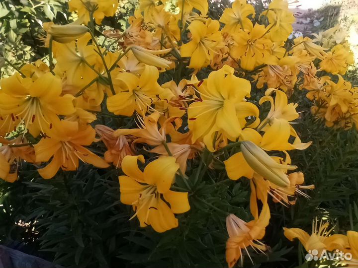 Лилии луковицы