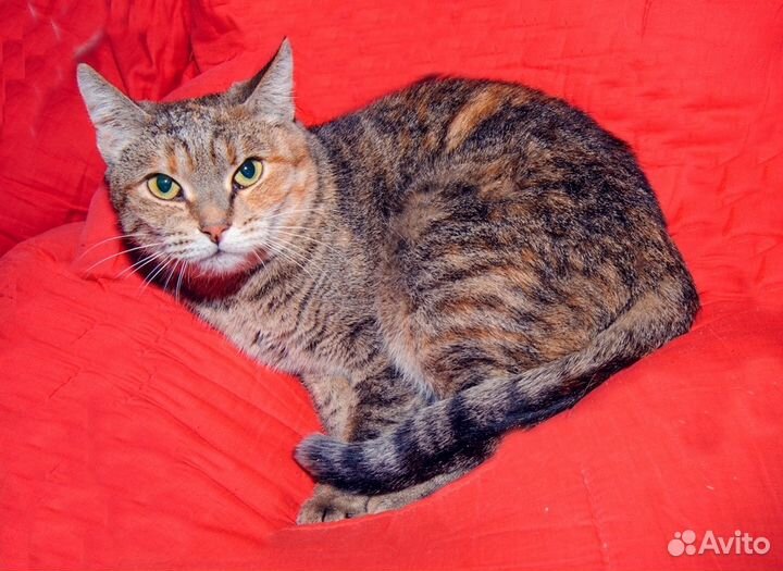 Кошка с сахарным диабетом - кошка Матрёшка