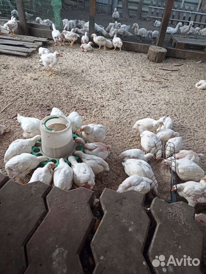 Муларды утки гуси куры бролеры живьем и на забой
