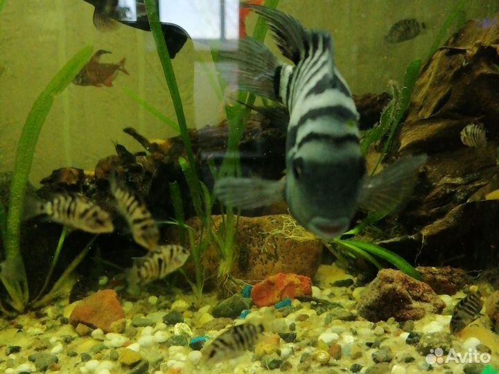 Продам малышей