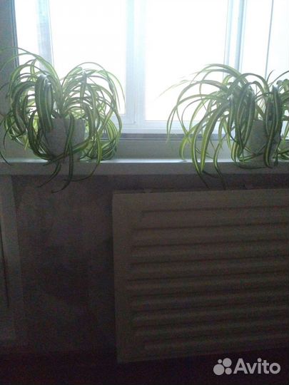 Хлорофитум