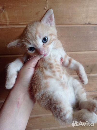 Котята в добрые руки 1 месяц