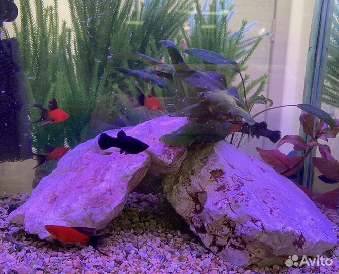 Уборка и чистка аквариума