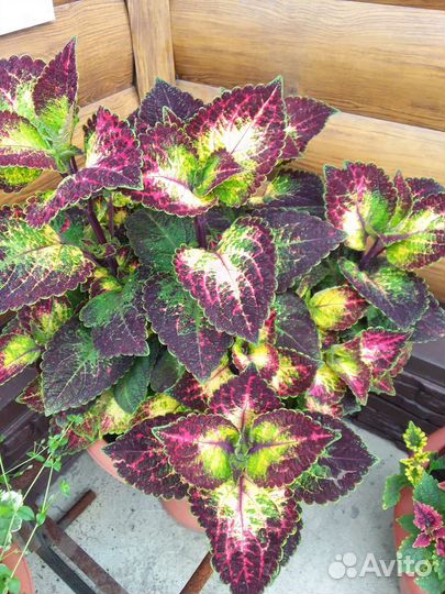 Колеус аватар