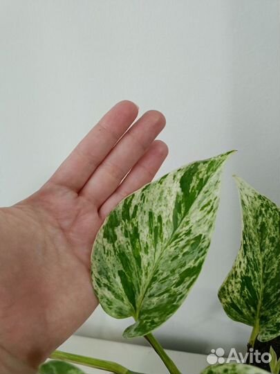 Эпипремнум Marble Queen