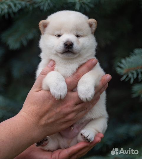 Сиба ину белый медвежонок