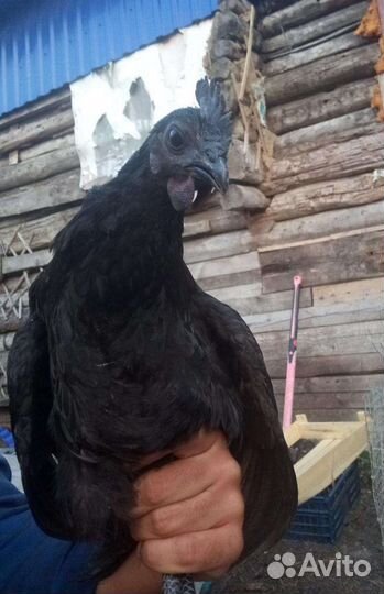 Петух ухейилюй