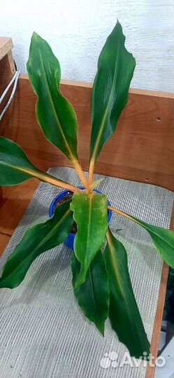 Хролофитум