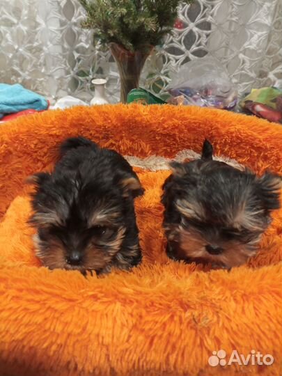 Йоркширский терьер щенки