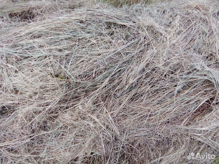 Сено в рулонах 2024