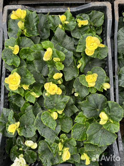 Бегония элатиор