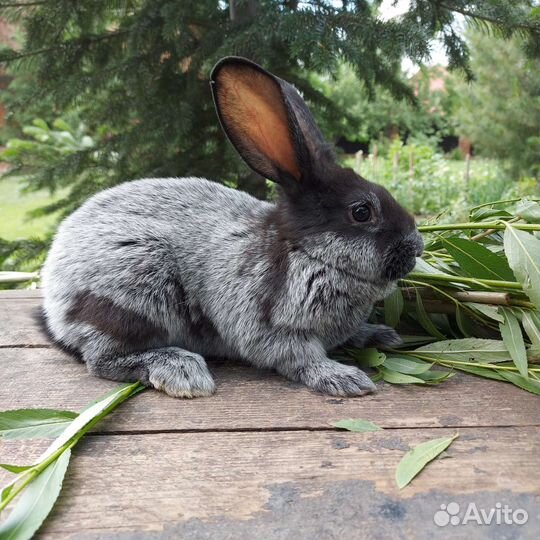 Полтавское серебро