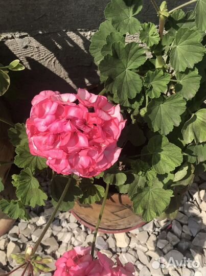 Садовые Цветы